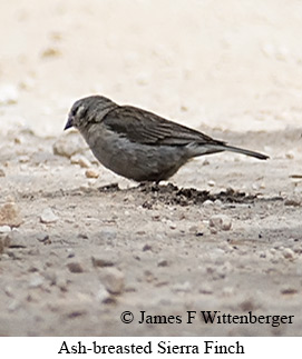 Ash-breasted Sierra Finch - © James F Wittenberger and Exotic Birding LLC