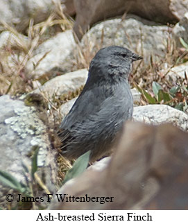 Ash-breasted Sierra Finch - © James F Wittenberger and Exotic Birding LLC