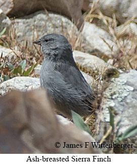 Ash-breasted Sierra Finch - © James F Wittenberger and Exotic Birding LLC