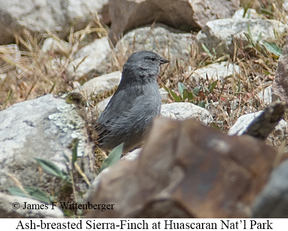Ash-breasted Sierra Finch - &copy; James F Wittenberger and Exotic Birding LLC