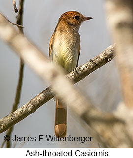 Ash-throated Casiornis - © James F Wittenberger and Exotic Birding LLC