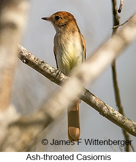 Ash-throated Casiornis - © James F Wittenberger and Exotic Birding LLC