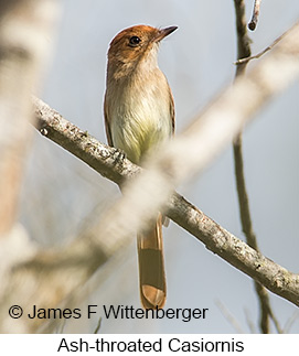 Ash-throated Casiornis - © James F Wittenberger and Exotic Birding LLC