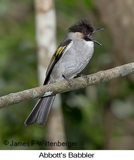 Ashy Bulbul - © James F Wittenberger and Exotic Birding LLC