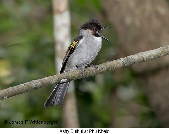 Ashy Bulbul - © James F Wittenberger and Exotic Birding LLC