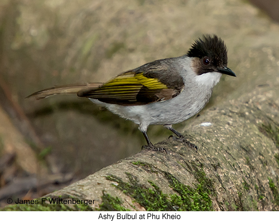 Ashy Bulbul - © James F Wittenberger and Exotic Birding LLC