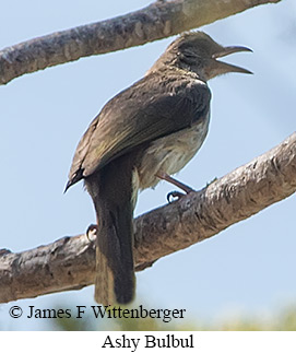 Ashy Bulbul - © James F Wittenberger and Exotic Birding LLC