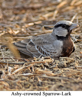 Ashy-crowned Sparrow-Lark - courtesy Leio De Souza Ashy-crowned Sparrow-Lark - courtesy Leio De Souza