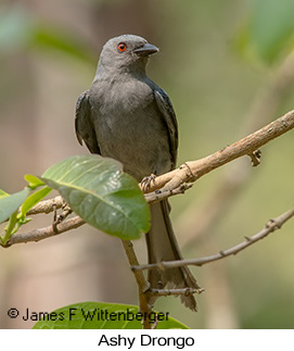 Ashy Drongo - © James F Wittenberger and Exotic Birding LLC