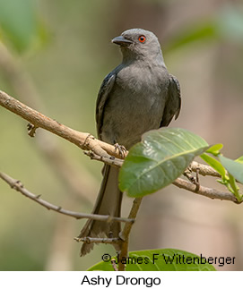 Ashy Drongo - © James F Wittenberger and Exotic Birding LLC