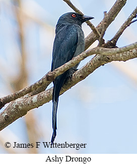 Ashy Drongo - &copy; James F Wittenberger and Exotic Birding LLC
