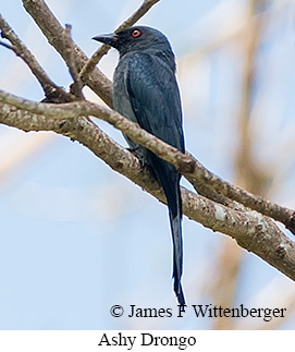 Ashy Drongo - © James F Wittenberger and Exotic Birding LLC