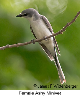 Ashy Minivet - © James F Wittenberger and Exotic Birding LLC