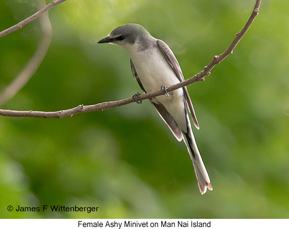 Ashy Minivet - © James F Wittenberger and Exotic Birding LLC