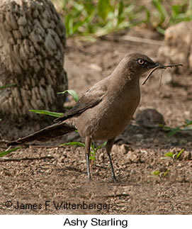 Ashy Starling - © James F Wittenberger and Exotic Birding LLC