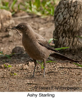 Ashy Starling - © James F Wittenberger and Exotic Birding LLC