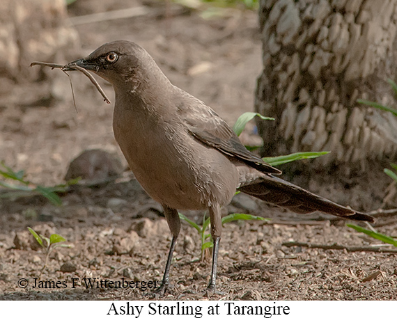 Ashy Starling - © James F Wittenberger and Exotic Birding LLC