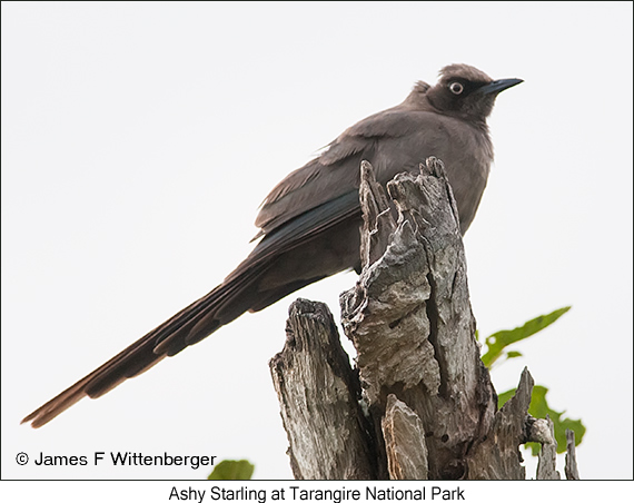 Ashy Starling - © James F Wittenberger and Exotic Birding LLC