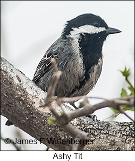 Ashy Tit - © James F Wittenberger and Exotic Birding LLC