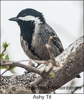 Ashy Tit - © James F Wittenberger and Exotic Birding LLC