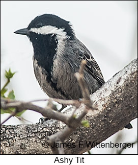 Ashy Tit - © James F Wittenberger and Exotic Birding LLC Ashy Tit - © James F Wittenberger and Exotic Birding LLC