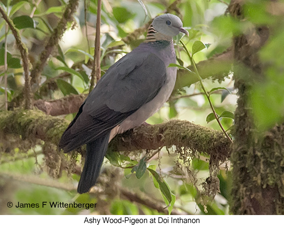 Ashy Wood-Pigeon - © James F Wittenberger and Exotic Birding LLC