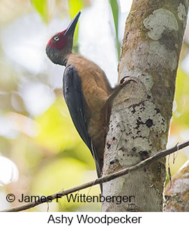 Ashy Woodpecker - © James F Wittenberger and Exotic Birding LLC
