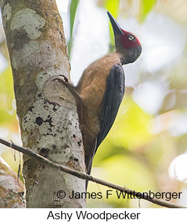 Ashy Woodpecker - © James F Wittenberger and Exotic Birding LLC