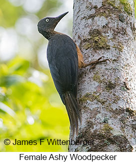 Ashy Woodpecker - © James F Wittenberger and Exotic Birding LLC