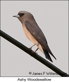 Ashy Woodswallow - © James F Wittenberger and Exotic Birding LLC