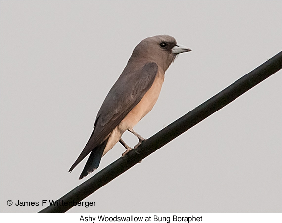 Ashy Woodswallow - © James F Wittenberger and Exotic Birding LLC