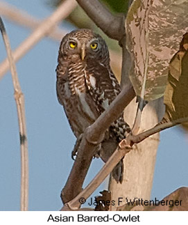 Asian Barred Owlet - © James F Wittenberger and Exotic Birding LLC