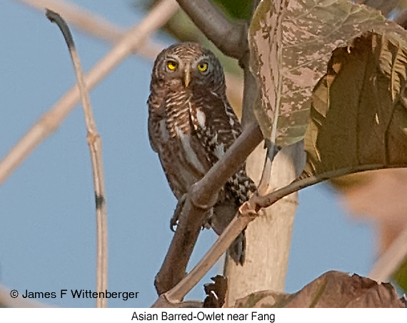 Asian Barred Owlet - © James F Wittenberger and Exotic Birding LLC