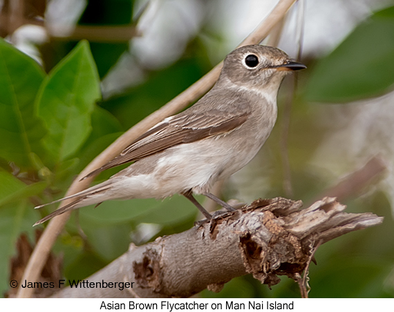 Asian Brown Flycatcher - © James F Wittenberger and Exotic Birding LLC