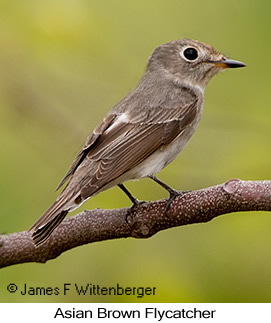 Asian Brown Flycatcher - © James F Wittenberger and Exotic Birding LLC