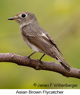 Asian Brown Flycatcher - © James F Wittenberger and Exotic Birding LLC