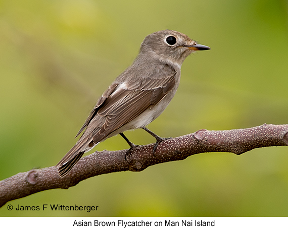 Asian Brown Flycatcher - © James F Wittenberger and Exotic Birding LLC