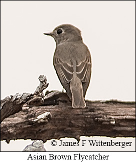 Asian Brown Flycatcher - © James F Wittenberger and Exotic Birding LLC