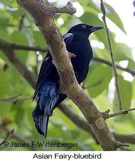 Asian Fairy-bluebird - © James F Wittenberger and Exotic Birding LLC
