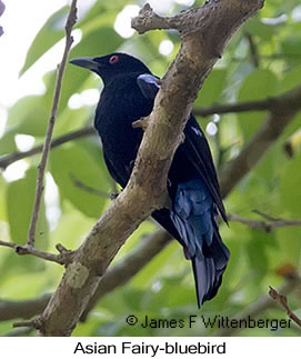 Asian Fairy-bluebird - © James F Wittenberger and Exotic Birding LLC