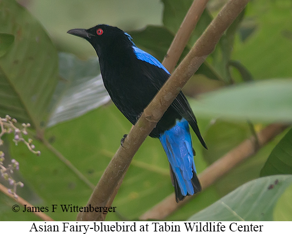Asian Fairy-bluebird - © James F Wittenberger and Exotic Birding LLC Asian Fairy-bluebird - © James F Wittenberger and Exotic Birding LLC