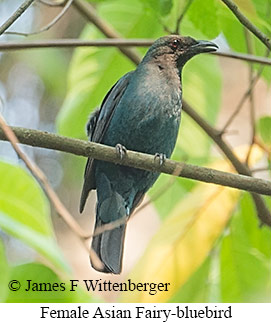 Female Asian Fairy-bluebird - © James F Wittenberger and Exotic Birding LLC