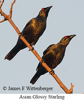 Asian Glossy Starling - © James F Wittenberger and Exotic Birding LLC