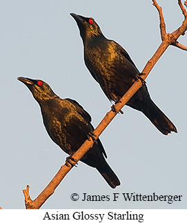 Asian Glossy Starling - © James F Wittenberger and Exotic Birding LLC