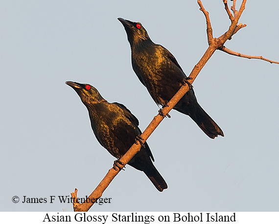 Asian Glossy Starling - © James F Wittenberger and Exotic Birding LLC