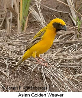 Asian Golden Weaver - © James F Wittenberger and Exotic Birding LLC