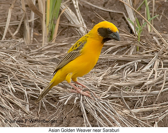 Asian Golden Weaver - © James F Wittenberger and Exotic Birding LLC