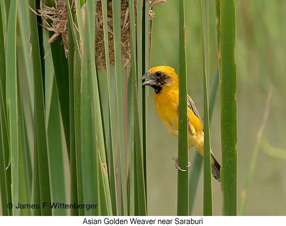 Asian Golden Weaver - © James F Wittenberger and Exotic Birding LLC