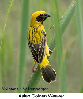 Asian Golden Weaver - © James F Wittenberger and Exotic Birding LLC