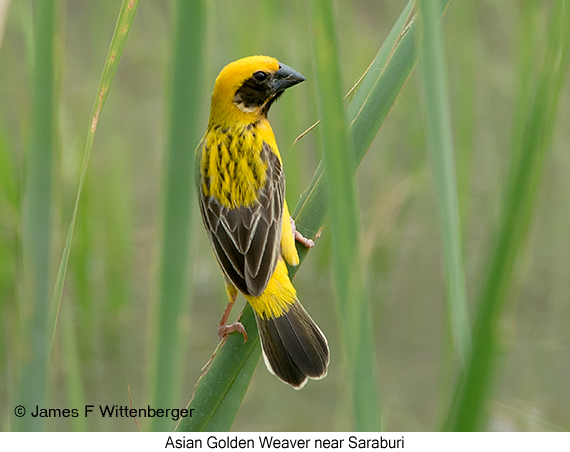 Asian Golden Weaver - © James F Wittenberger and Exotic Birding LLC